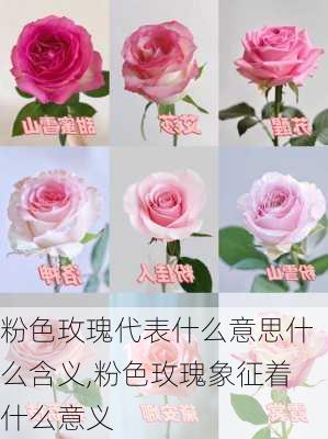 粉色玫瑰代表什么意思什么含义,粉色玫瑰象征着什么意义